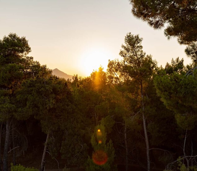 The Forest 3 SIKYON_COAST_PEFKIAS_FOREST_1